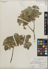 Foto von Salix glauca L.